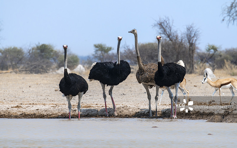普通鸵鸟(Struthio camelus),成年雌鸟和三只雄鸟,在博茨瓦纳的Nxai Pan国家公园水坑旁。图片素材