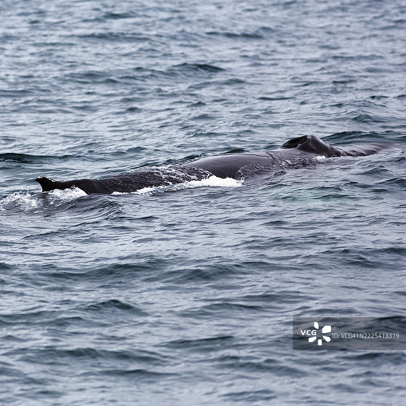 座头鲸（Megaptera novaeangliae）在水面游泳，冰岛北部胡萨维克斯卡尔凡迪湾观鲸。图片素材