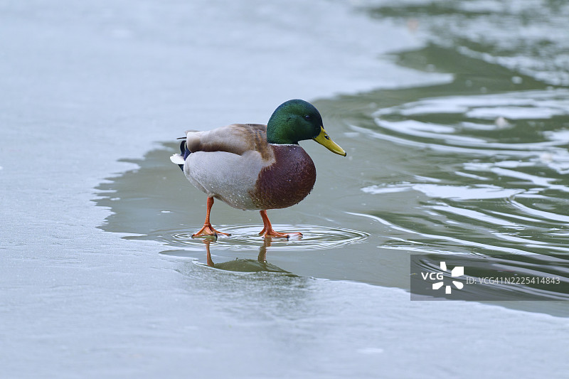 雄性绿头鸭（Anas platyrhynchos）站在冰冻水面上，冬季，阿莫尔巴赫，巴伐利亚，德国图片素材