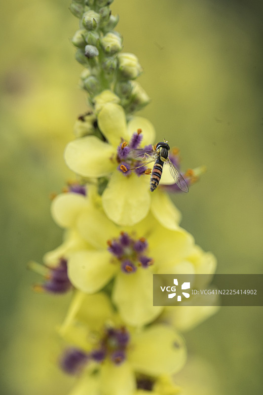 黑色灯心草（Verbascum nigrum）与悬蝇（Sphaerophoria rueppelli），德国下萨克森州埃姆斯兰图片素材