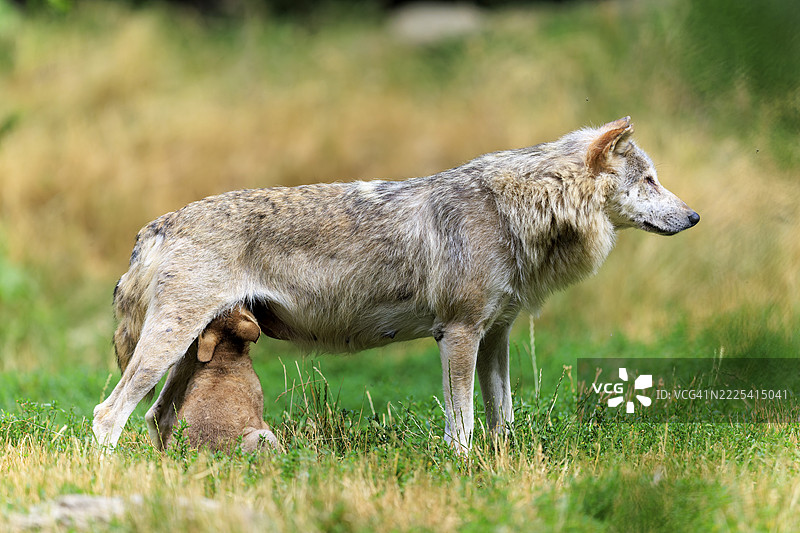 在绿色田野中，幼狼在母狼身边吮吸，林狼，狼，美国狼（Canis lupus lycaon），幼狼，德国图片素材