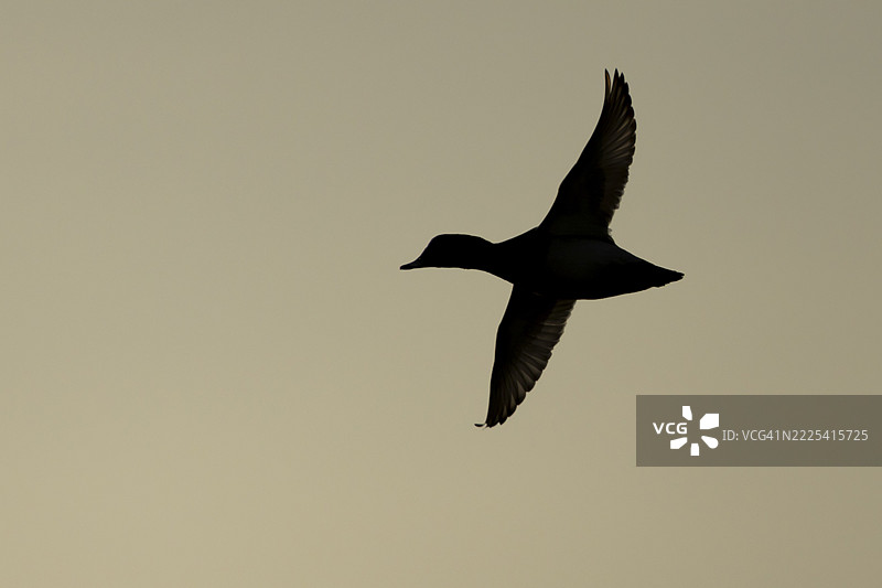 夕阳下飞翔的成年雄性潜鸭（Aythya ferina）剪影，英格兰，英国图片素材