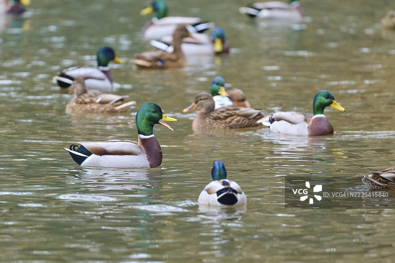 野鸭（Anas platyrhynchos），雄鸭和雌鸭在自然水域中安静地游泳，冬季，阿莫尔巴赫，巴伐利亚，德国图片素材