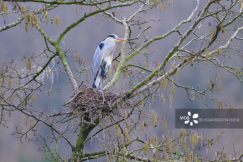 灰鹭（Ardea cinerea），站在树上的巢里，四周是光秃的树枝，春光明媚，冬季，阿莫尔巴赫，巴伐利亚，德国图片素材