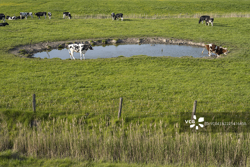 在德国施莱斯维希-霍尔斯坦州北弗里斯兰的胡苏姆Dockkoog，牛群在水源旁吃草。图片素材