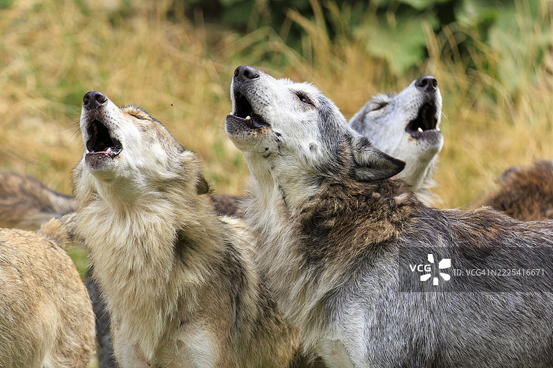 三只狼在自然环境中一起嚎叫，木狼，美国狼，（Canis lupus lycaon），德国图片素材