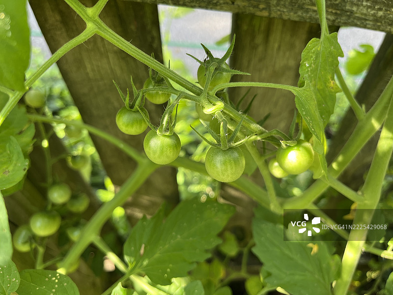 后院花园中长着绿色番茄的藤蔓。图片素材