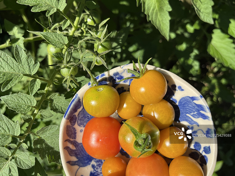 一碗新鲜有机番茄在花园中受到赞赏图片素材