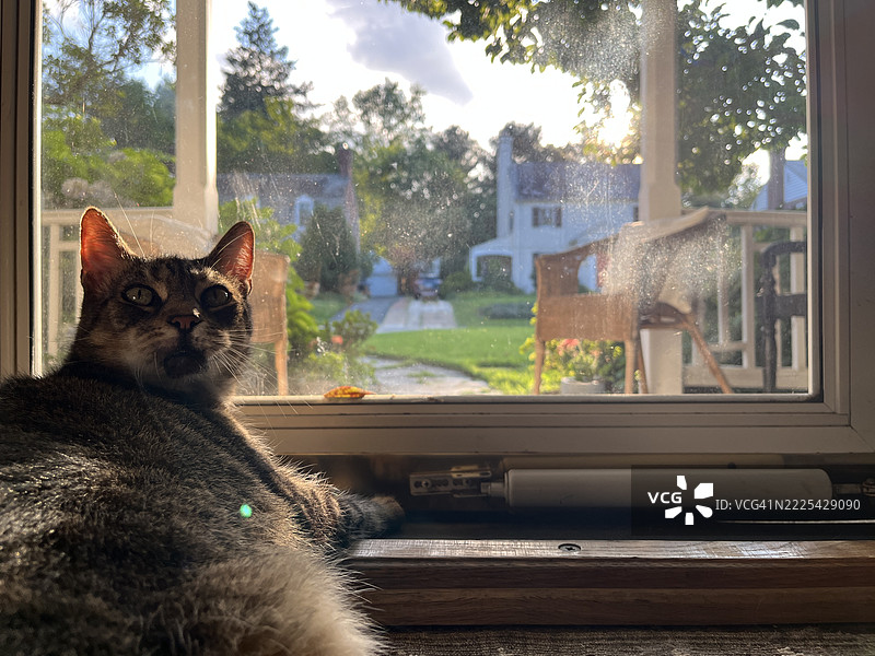 虎斑猫坐在窗边，望着外面的世界。图片素材