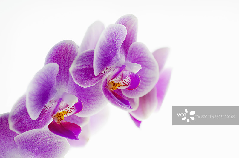 紫色兰花特写，背景为白色图片素材