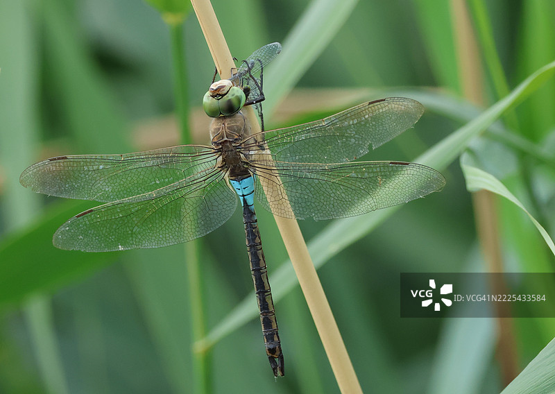 一只罕见的较小帝王蜻蜓（Anax parthenope）栖息在河边的芦苇上，正在捕食一只豆娘。图片素材