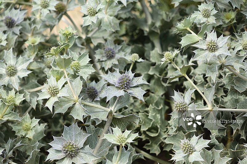 开花的海蓟丛图片素材