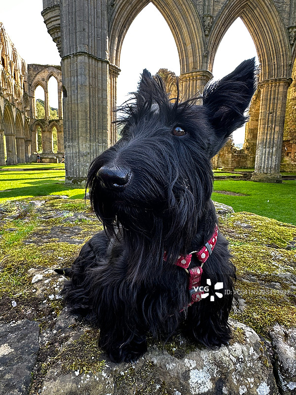 哥特风格的苏格兰犬图片素材