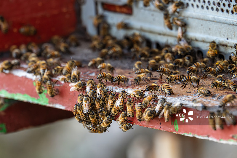 蜂群在蜂箱中图片素材