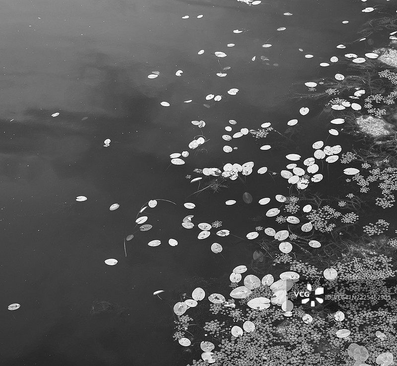 水面上漂浮的睡莲叶子形成自然图案图片素材