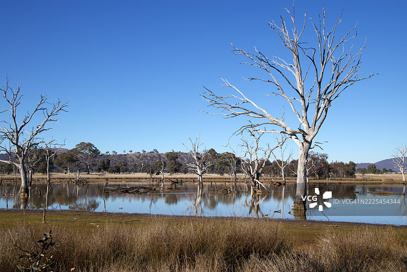 湿地，穆利根平原林地保护区，索斯比，澳大利亚首都领地，澳大利亚图片素材
