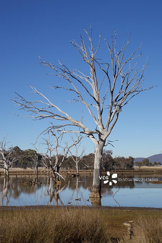 湿地，穆利根平原林地保护区，索斯比，澳大利亚首都领地，澳大利亚图片素材