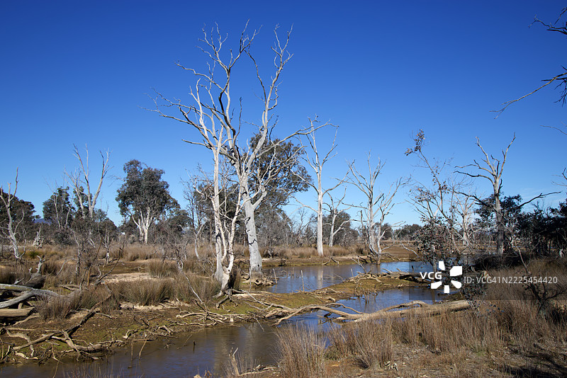 湿地，穆利根平原林地保护区，索斯比，澳大利亚首都领地，澳大利亚图片素材