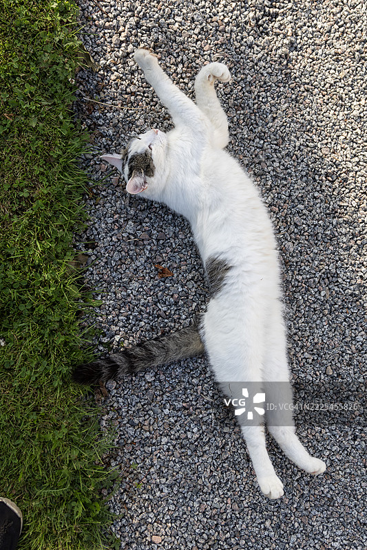 黑白猫在地上伸展身体图片素材