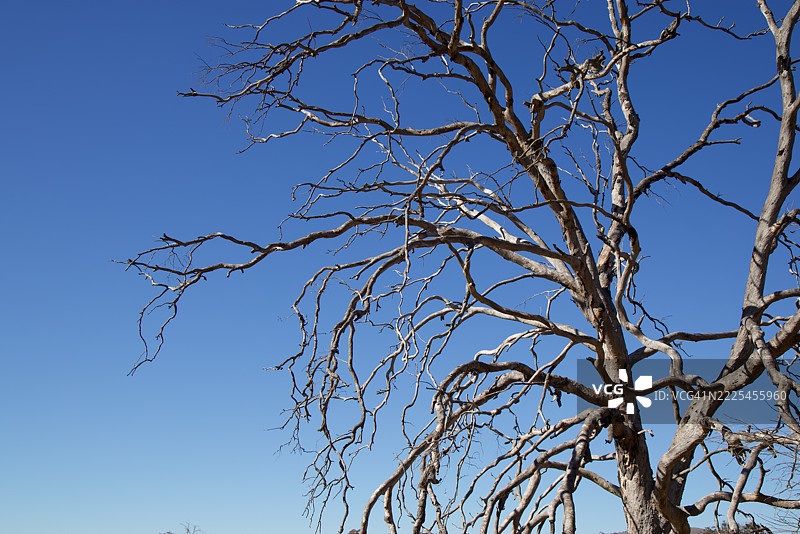 死去的漂白桉树在晴朗的蓝天下图片素材