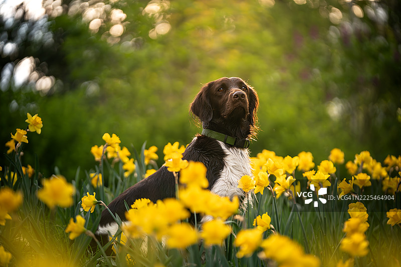 盛开的水仙花丛中的小明斯特犬图片素材