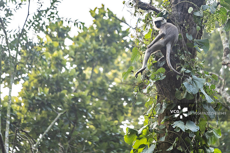 奇旺国家公园的长尾猕猴图片素材