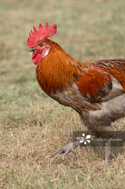 侧面视角的鸡图片素材