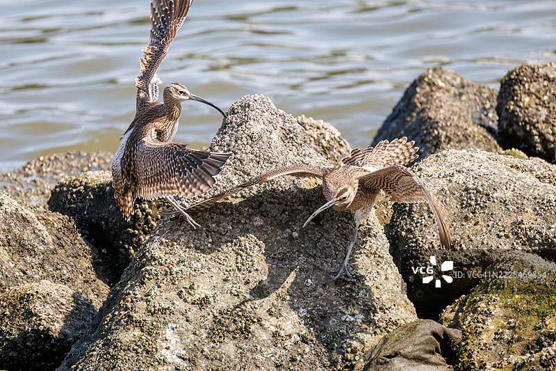 斑头雁，学名：Numenius phaeopus。它们正在与同类争斗，拍打着翅膀飞走。图片素材