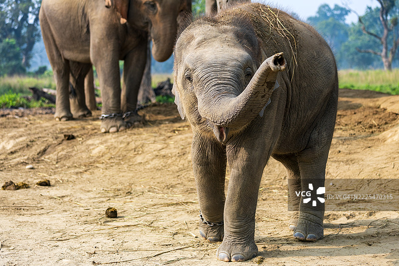 奇旺国家公园中的亚洲象图片素材