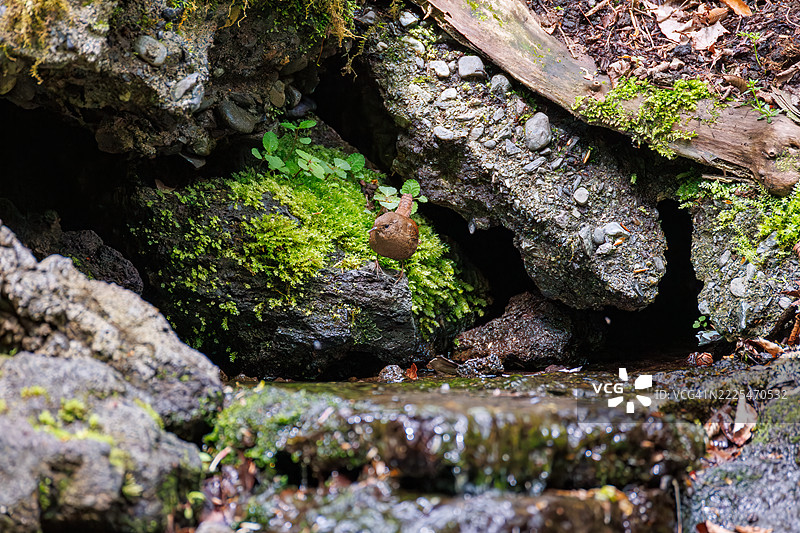 可爱的欧亚鹪鹩（Troglodytes troglodytes，属于灯笼鱼科）小巧玲珑，声音嘹亮，正在春天里欢快地鸣叫。图片素材