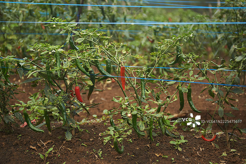 新鲜辣椒在种植园中的生长图片素材