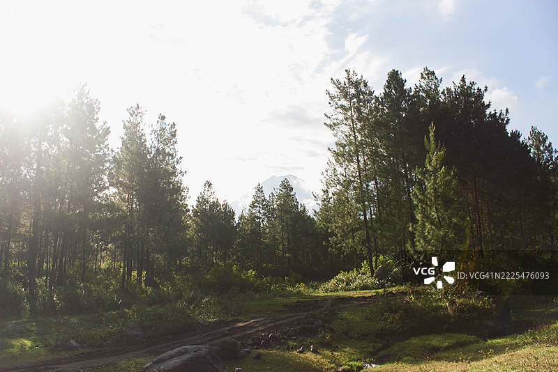 清晨的松树林与山脉剪影图片素材