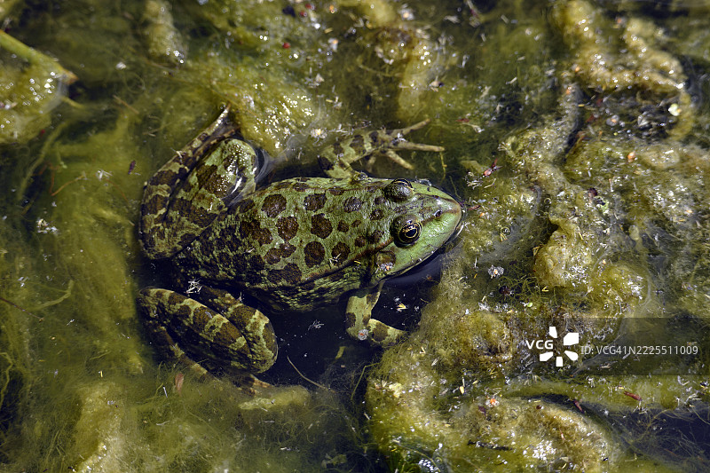 七月的沼泽青蛙（Pelophylax ridibundus）图片素材