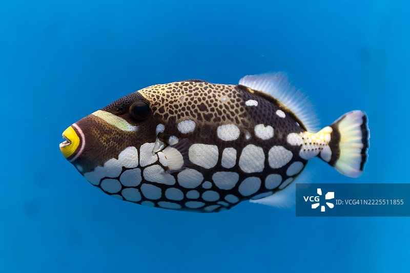 小丑鱼与戏法图片素材