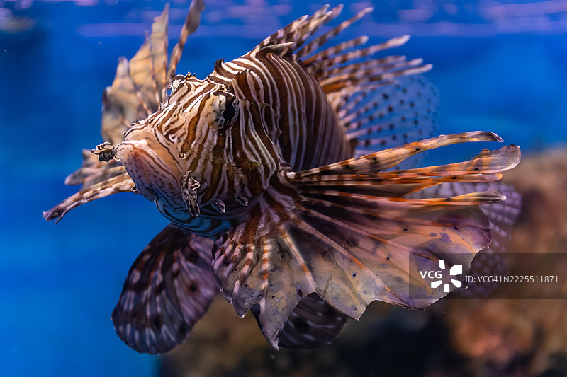 狮子鱼、火鸡鱼、火鱼、蝴蝶鳕图片素材