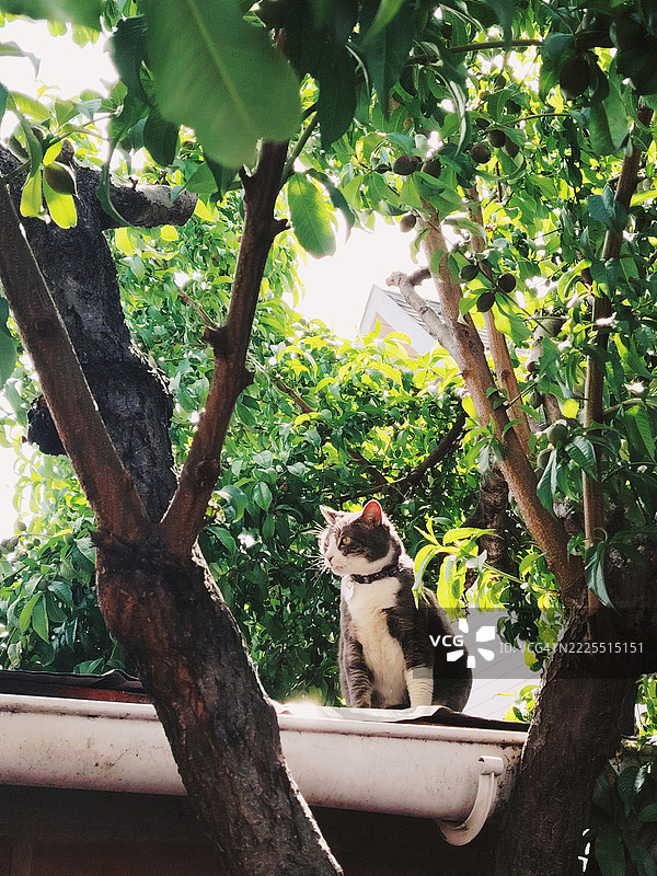 屋顶上的猫与桃树枝图片素材