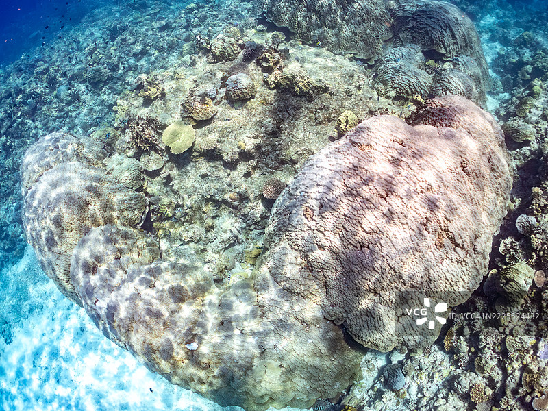 这是庆良间群岛上最大的黄枝珊瑚（Porites Lutea）群落之一。图片素材