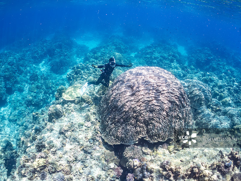 在庆良间群岛上最大的黄珊瑚(Porites Lutea)群落之一。图片素材