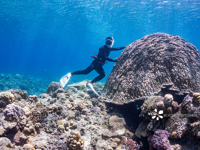 在庆良间群岛上最大的黄枝珊瑚（Porites Lutea）群落之一。图片素材