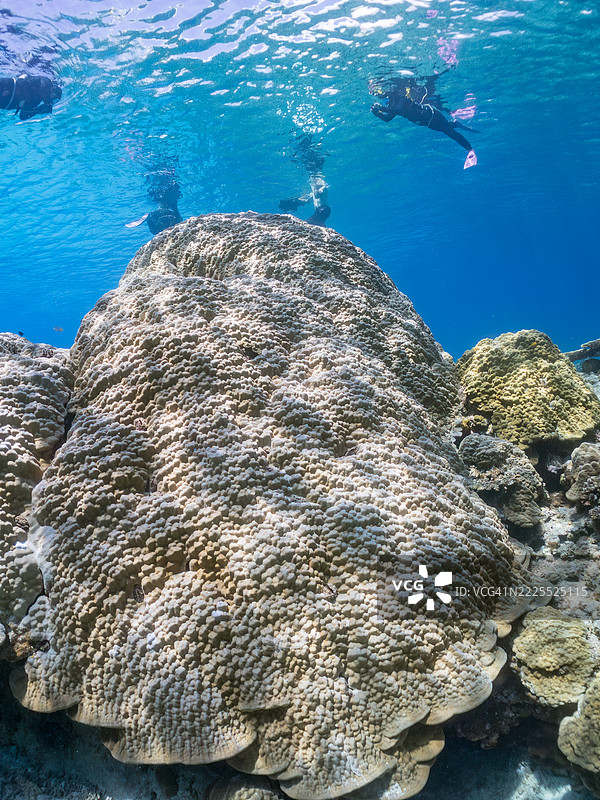 在庆良间群岛上最大的黄枝珊瑚（Porites Lutea）群落之一。图片素材