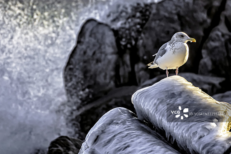 海边的冰冻守望者：在崩溃的时间中飞翔的海鸥图片素材