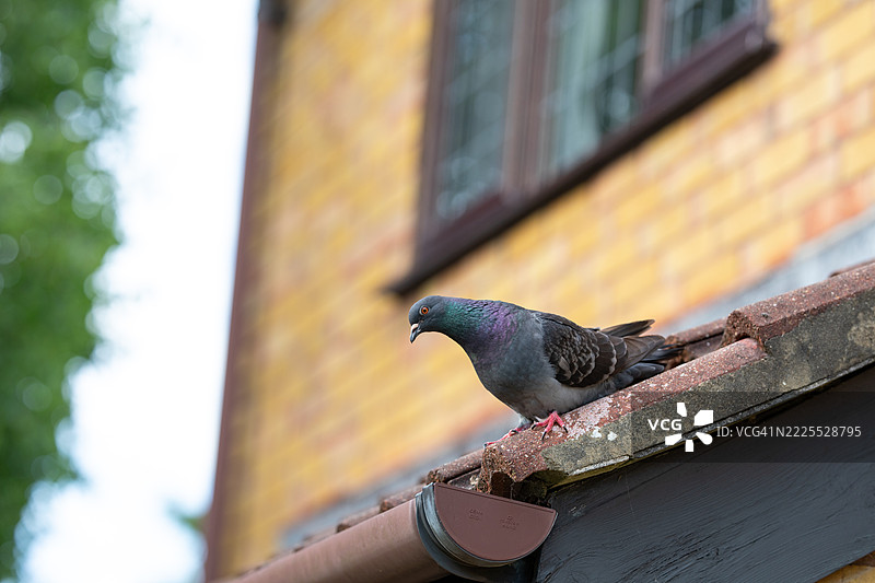 屋顶鸽子图片素材