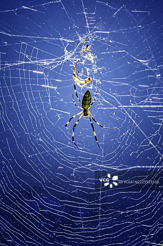 网络中心：一只精确且蓝色的蜘蛛图片素材