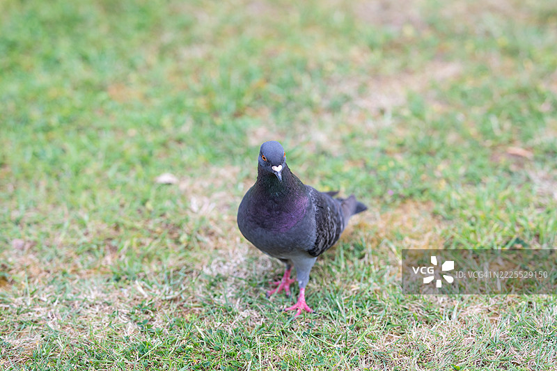英国的木鸽特写 – 野生动物图片素材