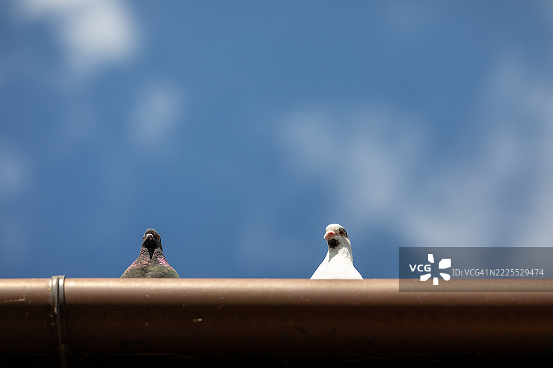 屋顶上的木鸽图片素材