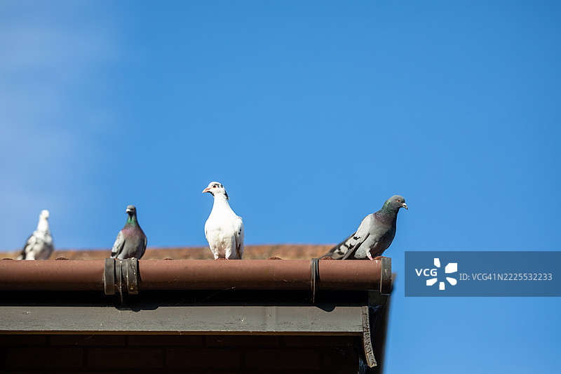 木鸽的乐趣图片素材