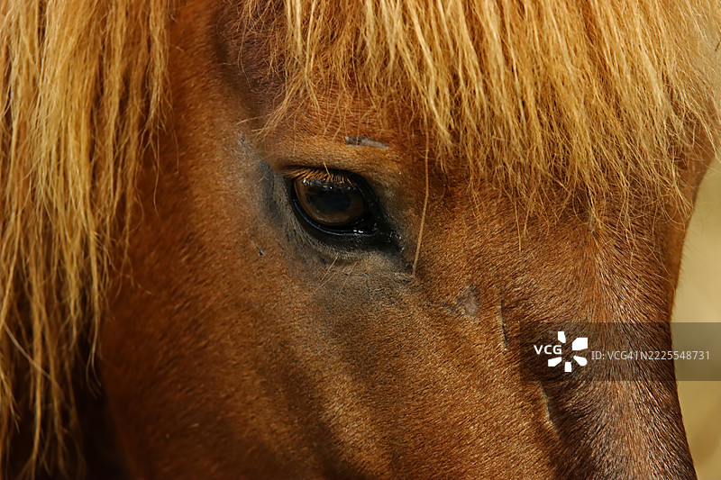 这张棕色马的特写肖像展示了它在农场日落柔和光线下的壮丽美。图片素材
