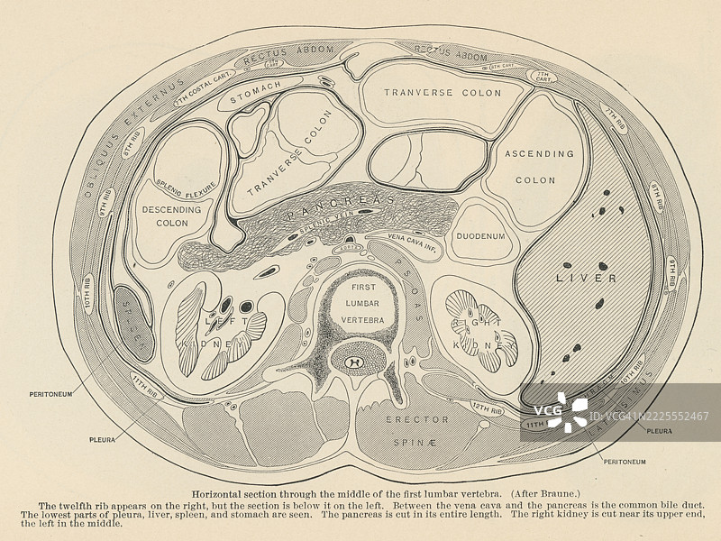 老式雕刻插图，显示第一腰椎中部的横截面图片素材