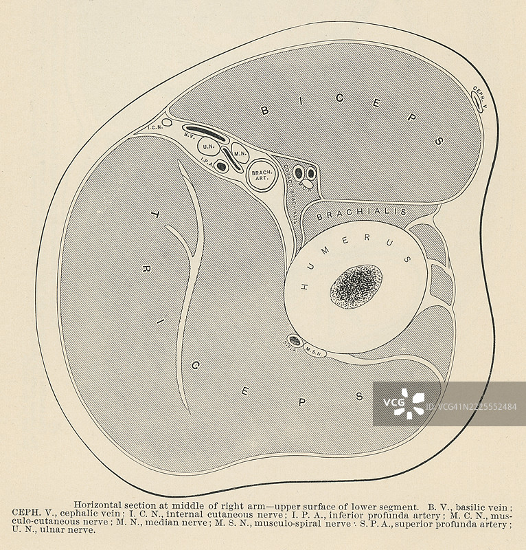 旧版雕刻插图，显示右臂中部横截面——下段上表面图片素材