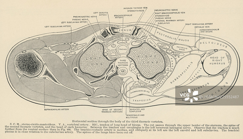 第三胸椎横截面的老式雕刻插图图片素材